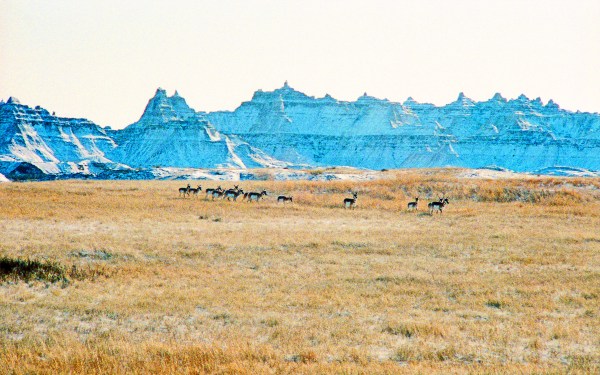 Antelope Herd in Snowy Badlands