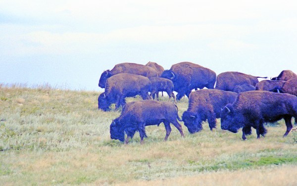 Buffalo