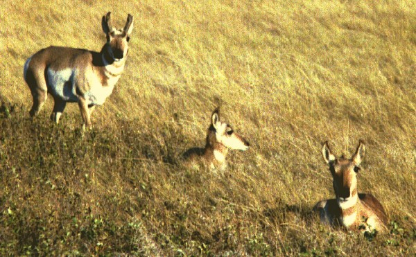 Three Antelope