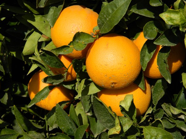 Oranges