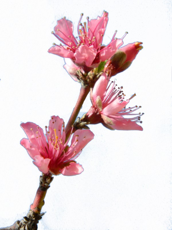 Peach flowers