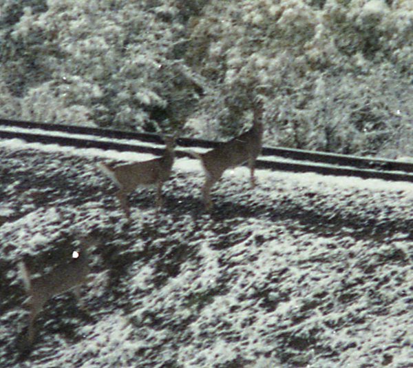 Three Deer, Not Seen