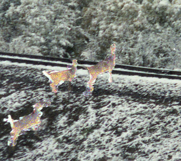 A Glimpse: Three Deer Crossing Railroad Tracks