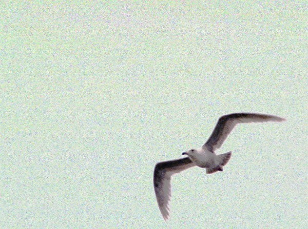 Seagull