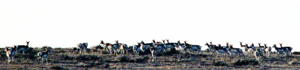 Crowd of Antelope