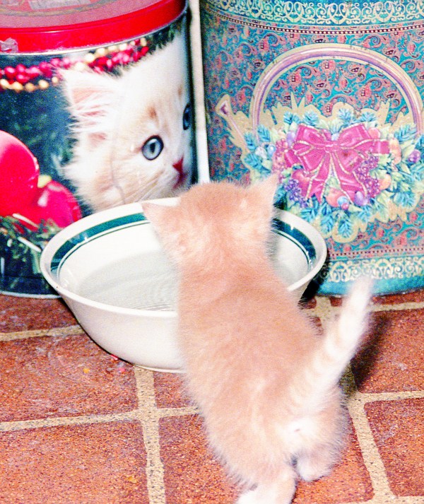 Kitten Drinking Water
