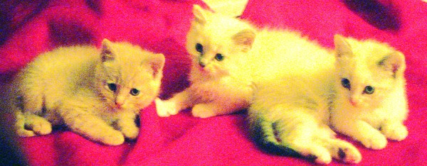 Kittens on Red Blanket