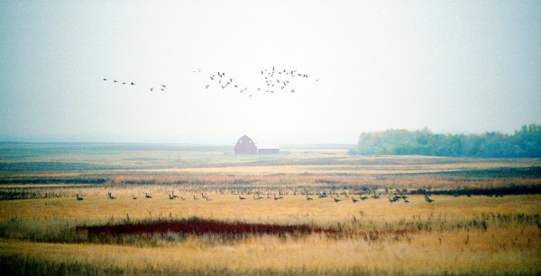 Geese, Red Barn, Foggy Day