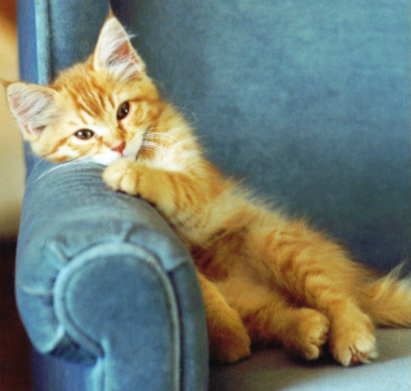 Kitten on a Chair