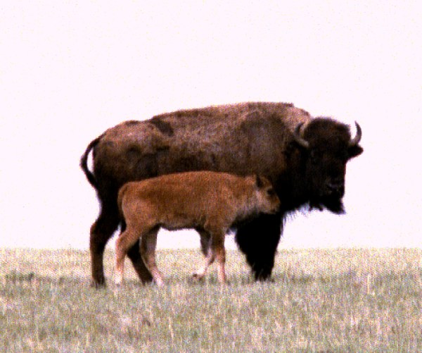 Buffalo calf
