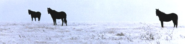 Three Horses in a Snowy Pasture