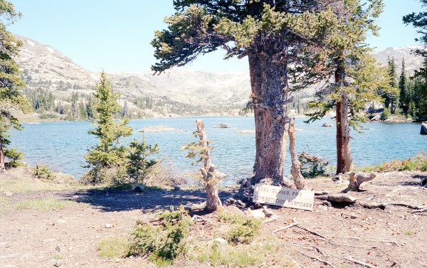 Area Closed For Reforestation