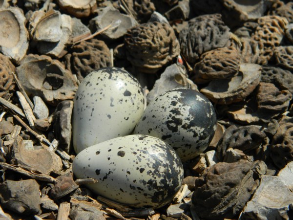 Eggs on the Ground