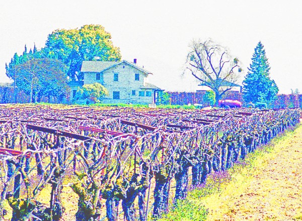 House With Wintering Grape Vines