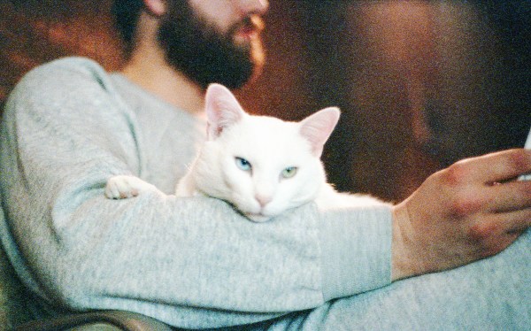 Cat With One Blue Eye and One Green Eye