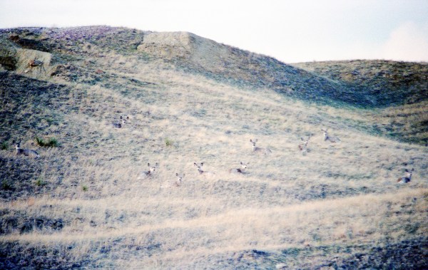 Ten Deer Resting