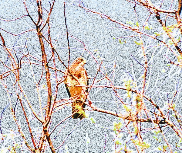 Hawk Perching on a Green Branch