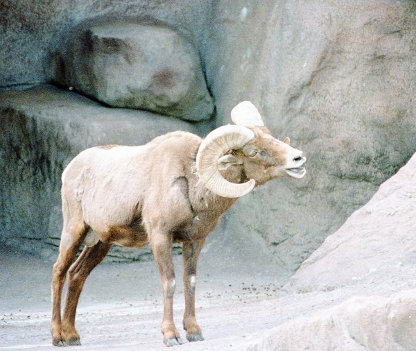 Bighorn Sheep in Zoo