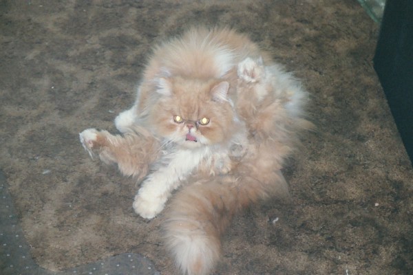 Yes, This Really is a Cat