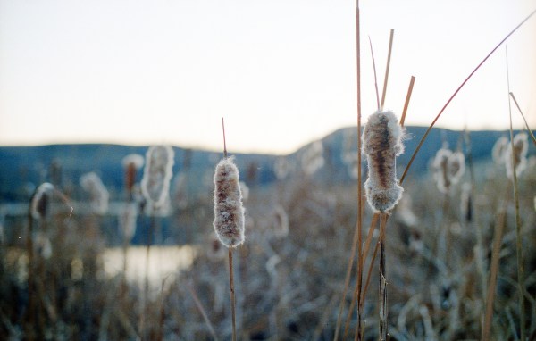 Bulrushes