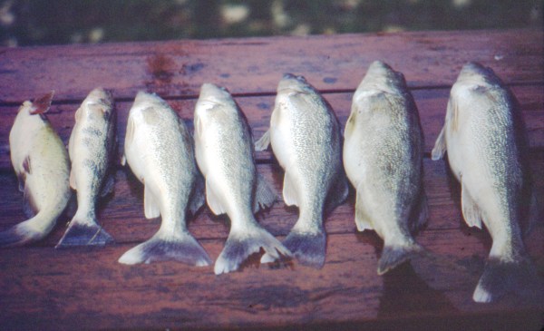 Caught Fish
