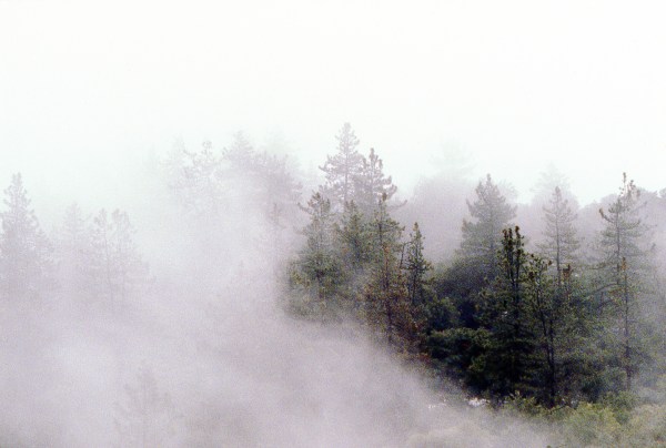 Fog in the Trees