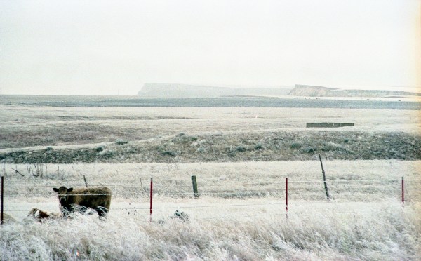 Frosty Field with Cow