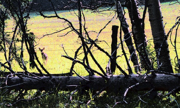 Catching Sight Of a Deer