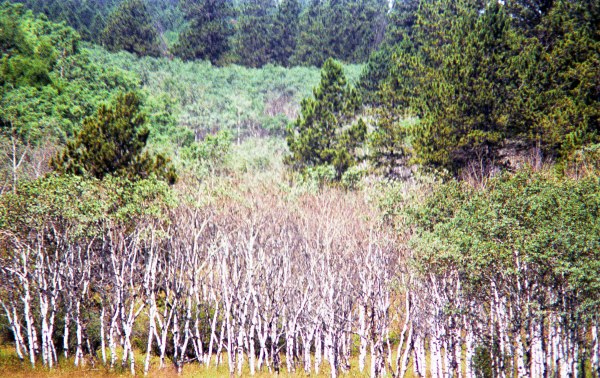 Beech Trees In a Pine Forest