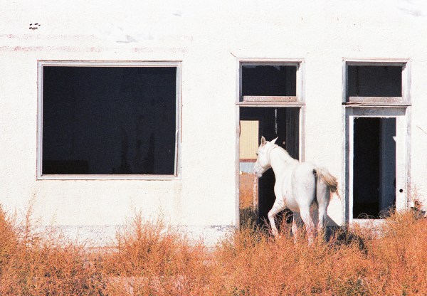 White Horse in a White Ruin