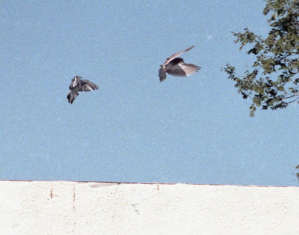 Pigeons Rising in Blue Sky