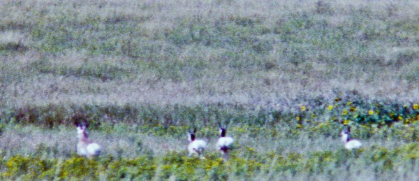 Faraway Antelope in Green Grass