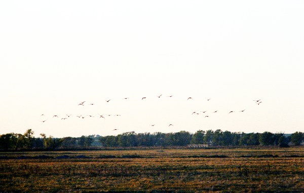 Geese Flying at Dusk