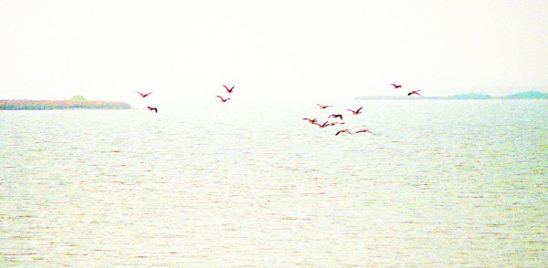 Geese Over the Water