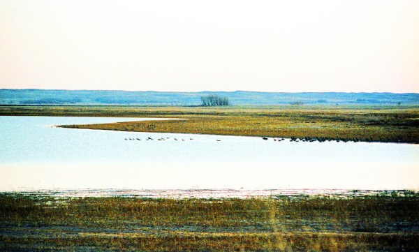 Pond With Geese Near Badlands