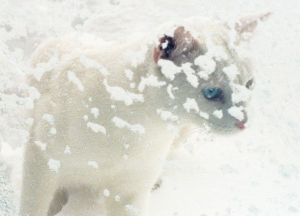 White Cat Looks in Window From Snowy Outside