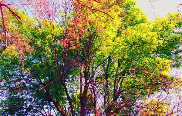 English Oak in Spring