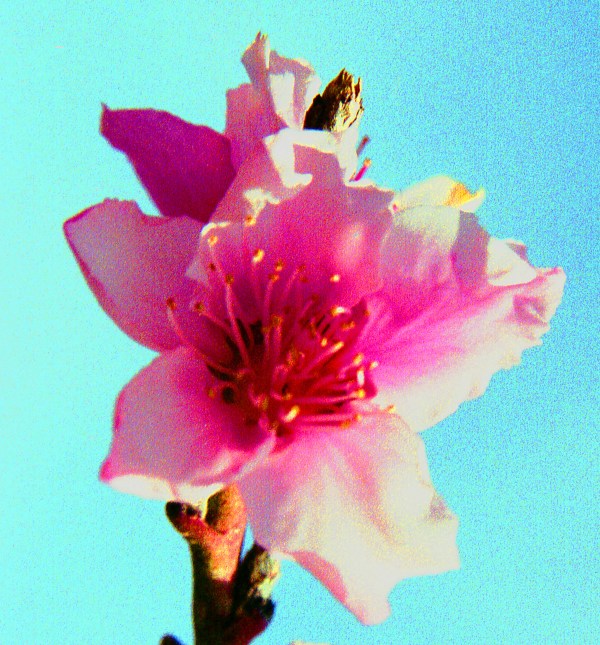 Peach Flower