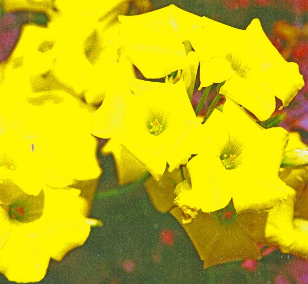 Mass of Yellow (Clover Flowers)