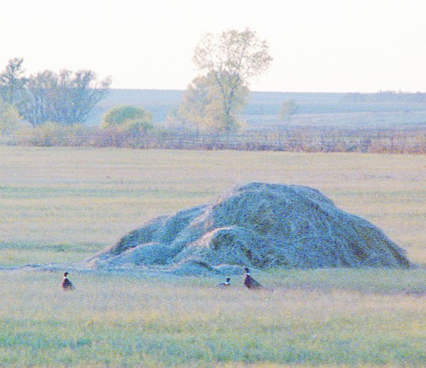 Pheasants by a Haystack