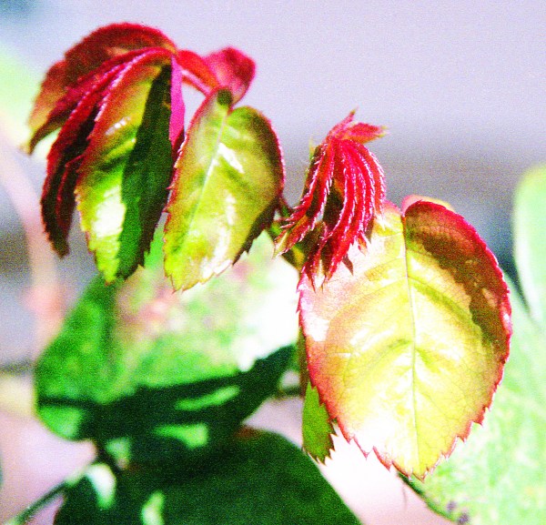 New Leaves