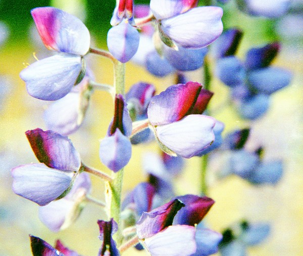 Wisteria Blossoms