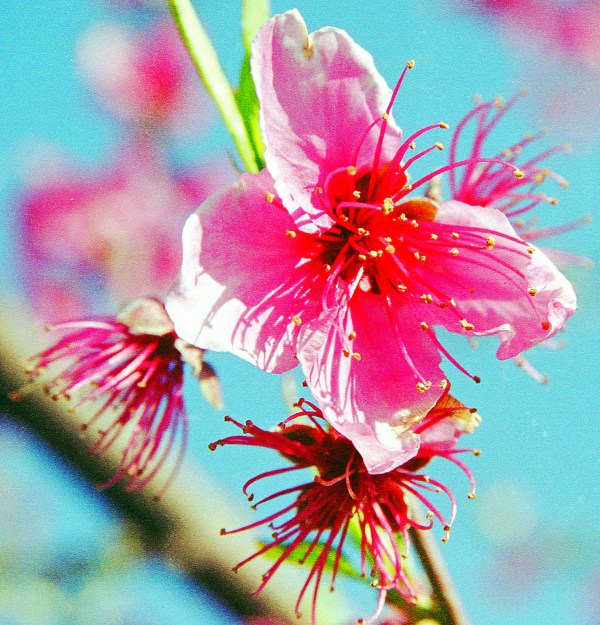 Wilting Peach Flower