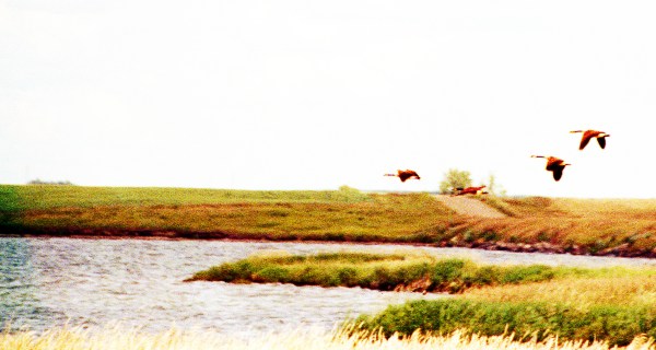 Four Geese Flying Over Pond