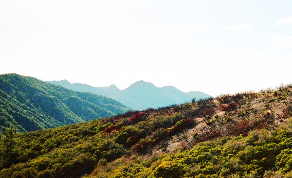 Partly Burned Hillside