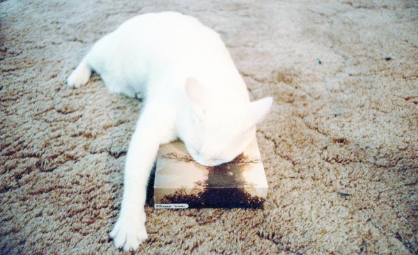 Cat Sleeps With Head in Kleenex Box
