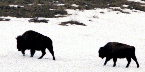 Two Buffalo in the Snow