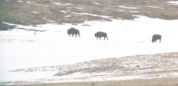 Three Buffalo in the Snow