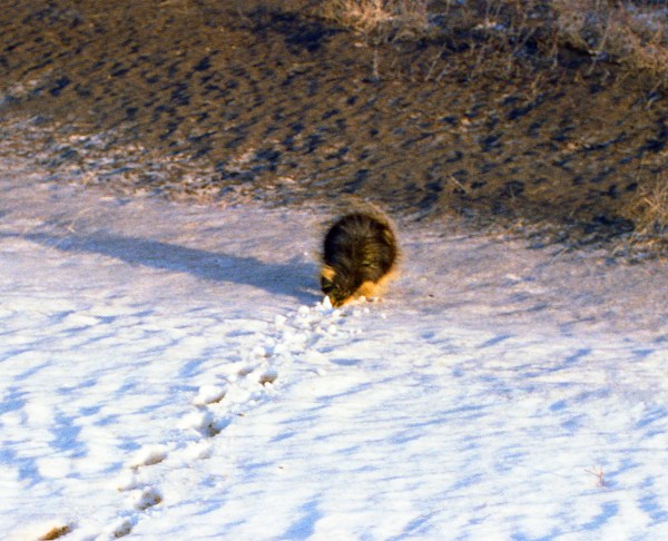 A Hedgehog Trudging Through the Snow