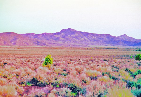 Green Tree, Purple Mountain
